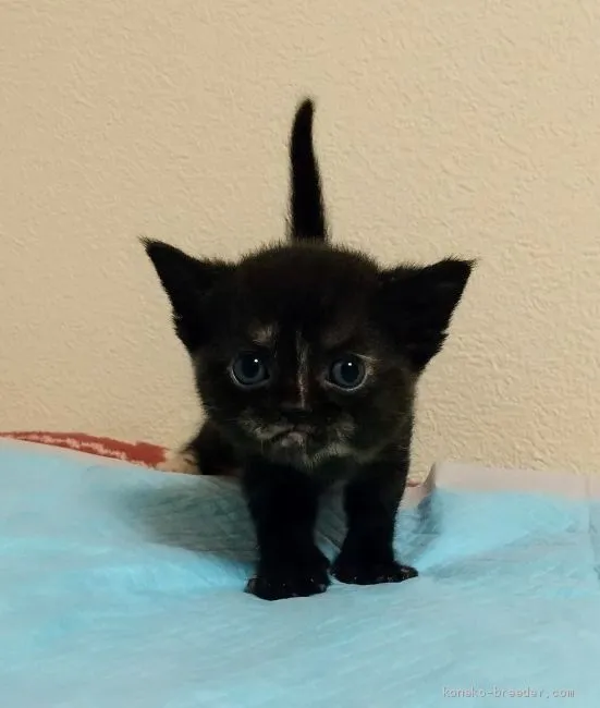 dabu93 様のお迎えした子猫