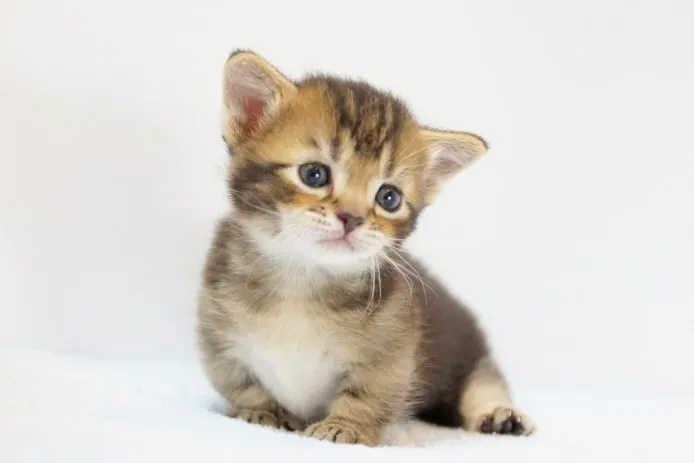 ID:1310-00096の子猫