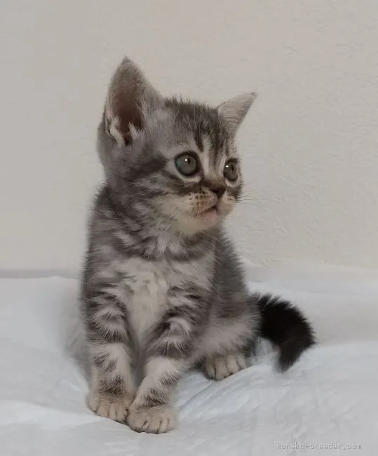 あみみ 様のお迎えした子猫