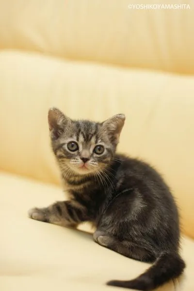 ID:1503-00387の子猫