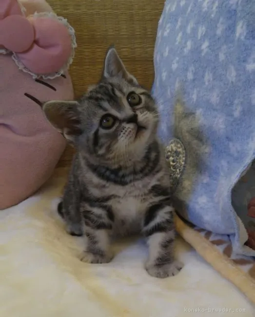 ID:1902-00811の子猫