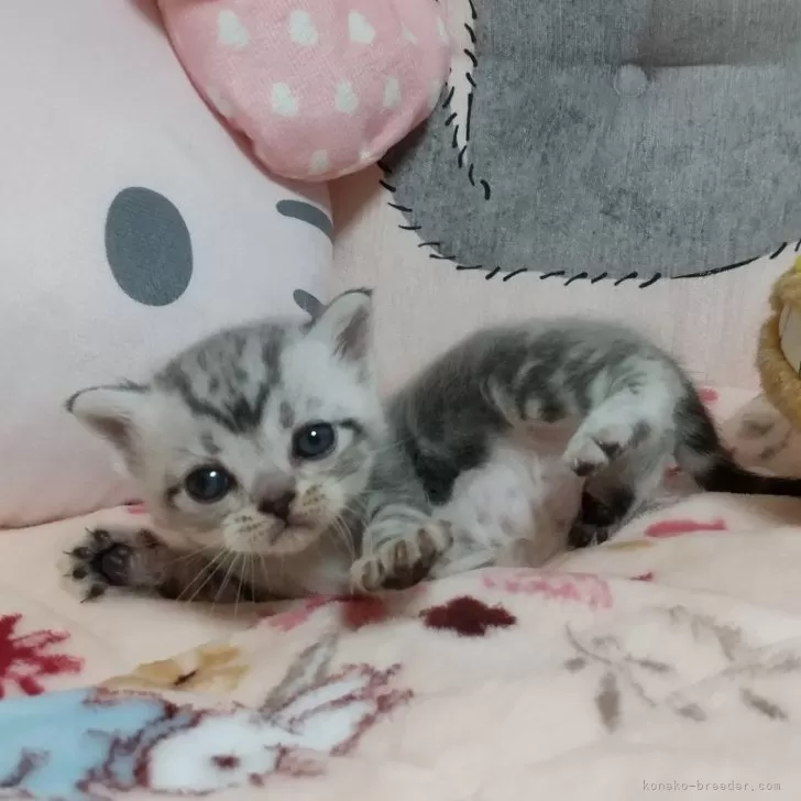 ID:2409-01273の子猫