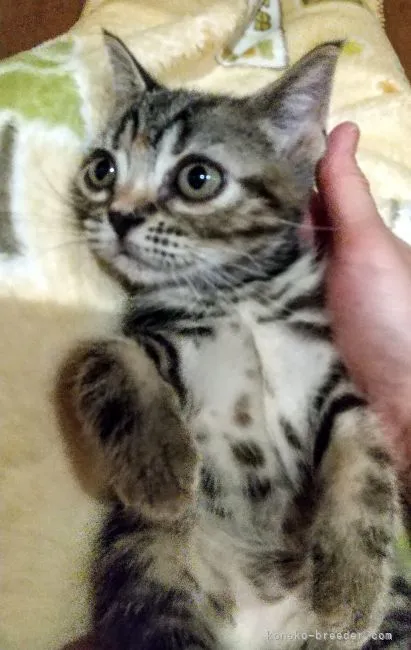 にゃんちゅう 様のお迎えした子猫