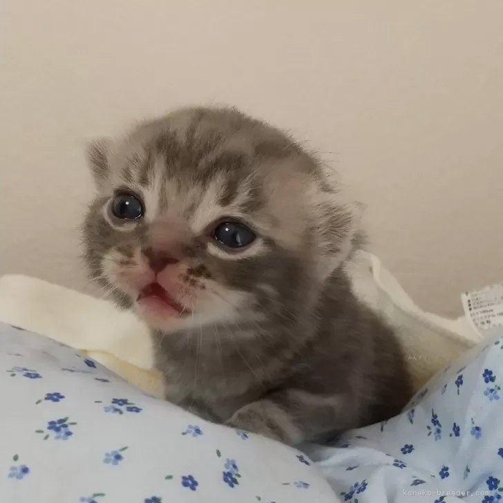 ID:2404-03084の子猫