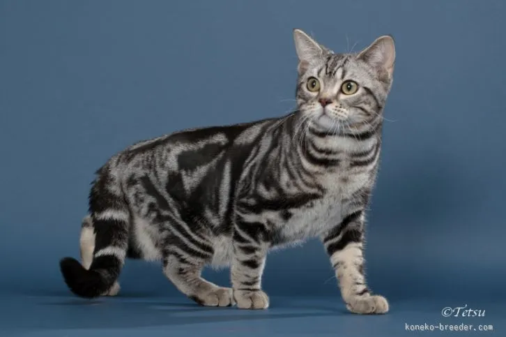 ID:1602-00457の子猫