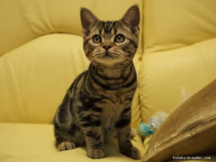 マリマリ 様のお迎えした子猫