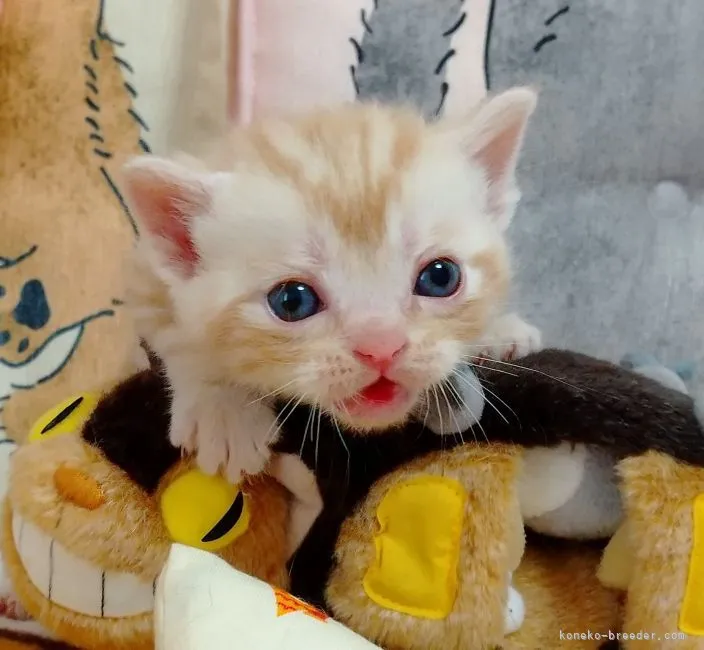 ID：2204-02486の子猫