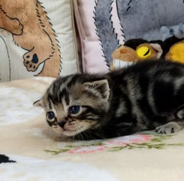 アメリカンショートヘア【埼玉県・男の子・2021年2月25日・ブラウンタビー】の写真「血統優良の男の子」