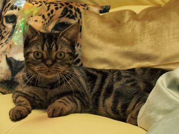 アメリカンショートヘア【埼玉県・男の子・2017年1月19日・ブラウンタビー】の写真「母猫はCFAグランドチャンピオンです！」