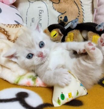 アメリカンショートヘア【埼玉県・男の子・2022年1月19日・カメオタビー】の写真「血統優良な男の子」