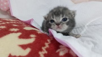 アメリカンショートヘア【埼玉県・男の子・2021年1月26日・ブルータビー】の写真「血統優良の男の子」