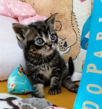 アメリカンショートヘア【埼玉県・男の子・2021年12月4日・ブラウンタビー】の写真「血統優良な男の子」