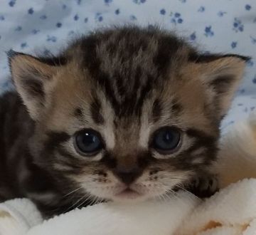 アメリカンショートヘア【埼玉県・女の子・2022年3月2日・ブラウンパッチドタビー】の写真「血統優良の女の子」