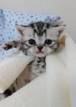 アメリカンショートヘア【埼玉県・女の子・2022年3月2日・シルバーパッチドタビー】の写真「血統優良の女の子」