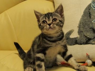 アメリカンショートヘア【埼玉県・女の子・2016年10月25日・シルバータビー】の写真「お父さん猫はCFAのグランドチャンピオンです！」