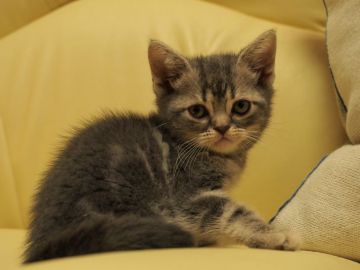 アメリカンショートヘア【埼玉県・男の子・2017年6月29日・ブルータビー】の写真「両親猫ともCFAのグランドチャンピオンです！」