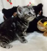 アメリカンショートヘア【埼玉県・女の子・2020年2月25日・シルバーパッチドタビー】の写真1