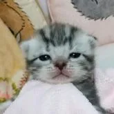 アメリカンショートヘア【埼玉県・女の子・2022年7月29日・ブルータビー】の写真1