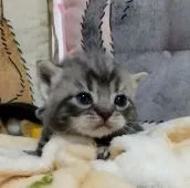 アメリカンショートヘア【埼玉県・男の子・2022年1月19日・ブルータビー】の写真1