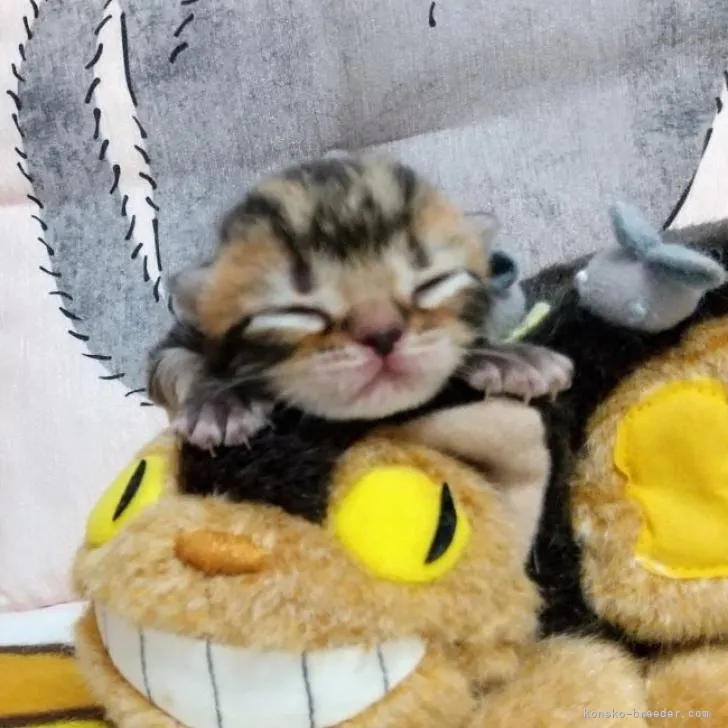 ID：2208-00568の子猫