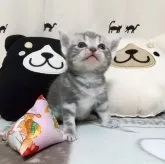 アメリカンショートヘア【埼玉県・男の子・2023年6月27日・ブルータビー】の写真2