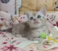 アメリカンショートヘア【埼玉県・男の子・2020年4月27日・カメオタビー】の写真2