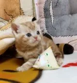 アメリカンショートヘア【埼玉県・男の子・2022年1月19日・カメオタビー】の写真2