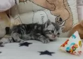 アメリカンショートヘア【埼玉県・男の子・2024年5月8日・ブルータビー】の写真4