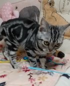 アメリカンショートヘア【・女の子・2025年2月14日・シルバーパッチドタビー】