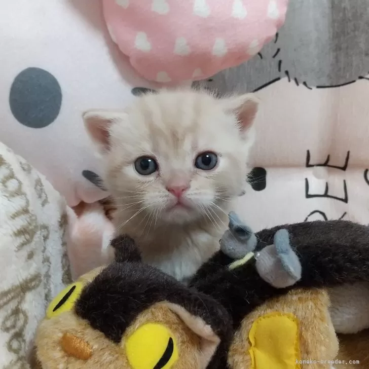 A.U 様のお迎えした子猫