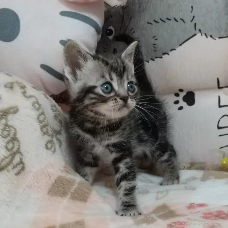 ID：2503-00860の子猫