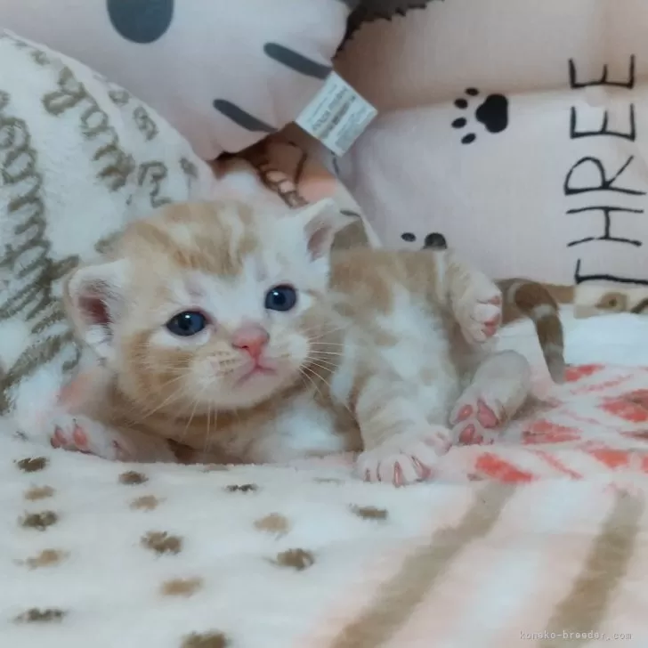 ID：2503-00855の子猫