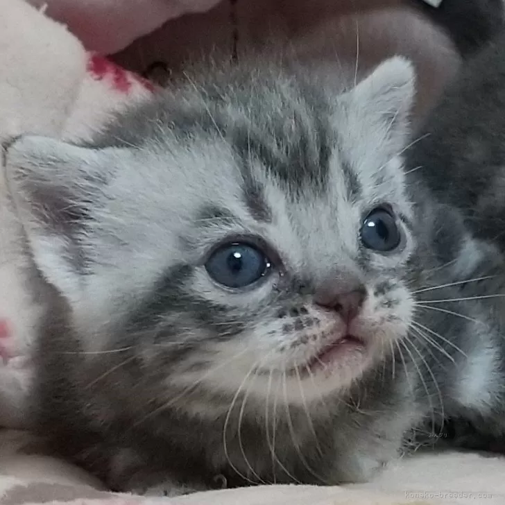 H.M 様のお迎えした子猫