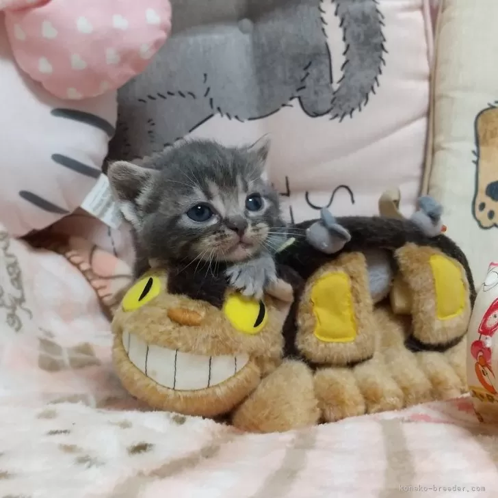 ID：2503-00200の子猫