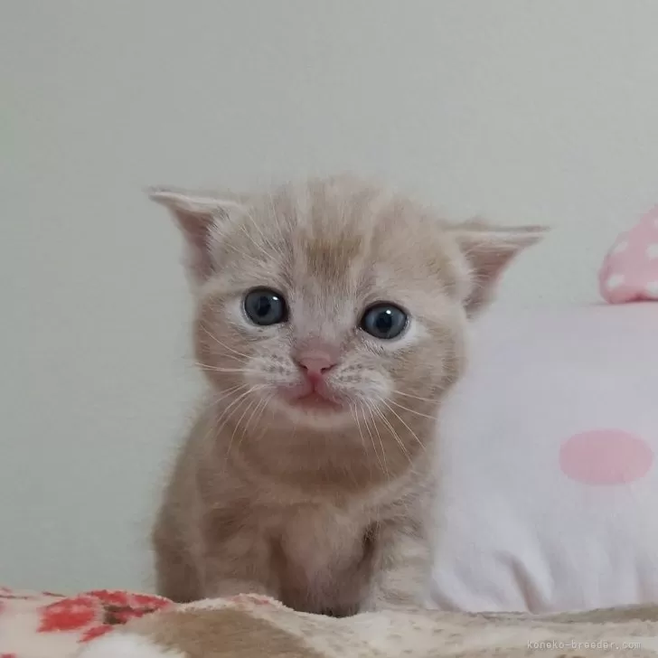 ID：2501-00225の子猫