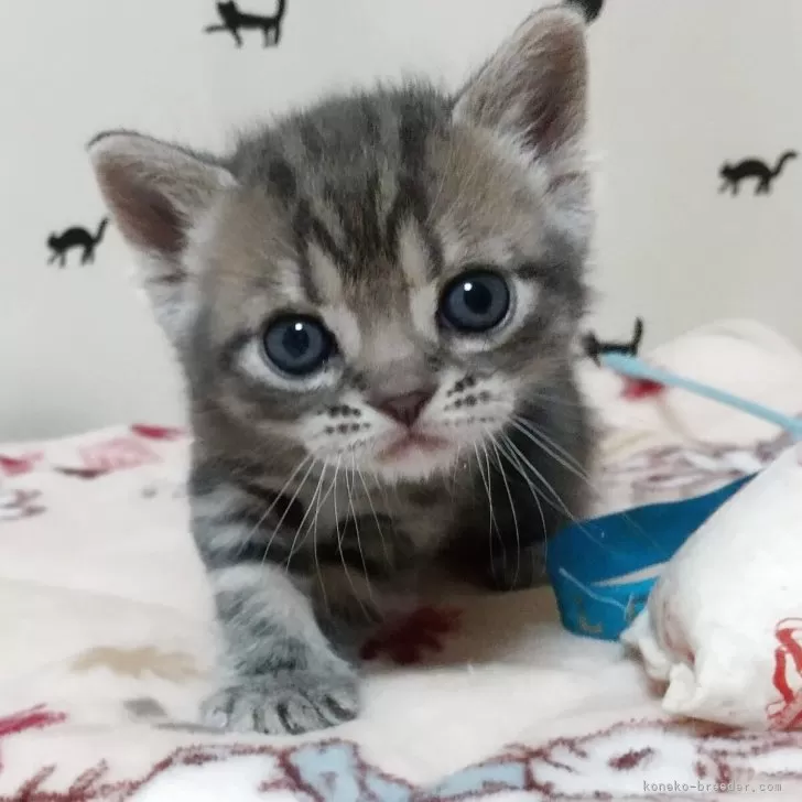 ひぃ 様のお迎えした子猫
