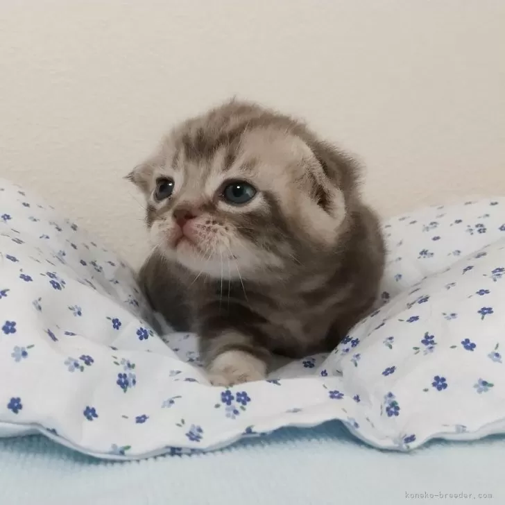 ID:2508-02329の子猫