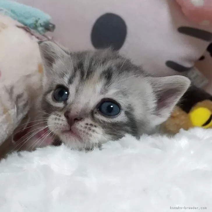 ID：2509-02215の子猫