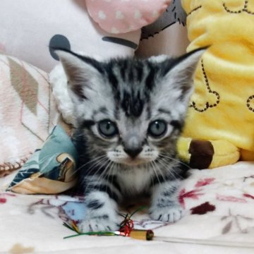 アメリカンショートヘア【埼玉県・男の子・2025年8月27日・シルバータビー】の写真「血統優良な男の子」