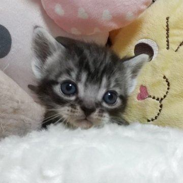 アメリカンショートヘア【埼玉県・男の子・2025年9月3日・シルバータビー】の写真「血統優良な男の子」