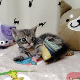 アメリカンショートヘア