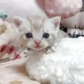 アメリカンショートヘア