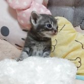 アメリカンショートヘア