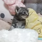アメリカンショートヘア