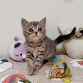 アメリカンショートヘア