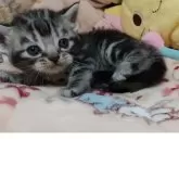 アメリカンショートヘア