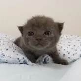 アメリカンショートヘア