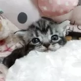 アメリカンショートヘア