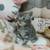 アメリカンショートヘア【埼玉県・女の子・2025年2月7日・ブルータビー】の写真1