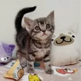 アメリカンショートヘア